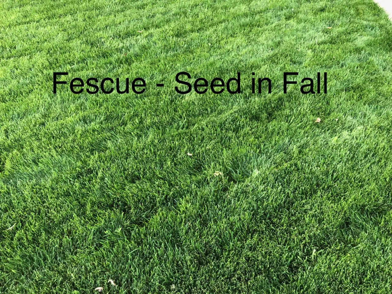 A field of grass with the words fescue : seed in fall written on it.