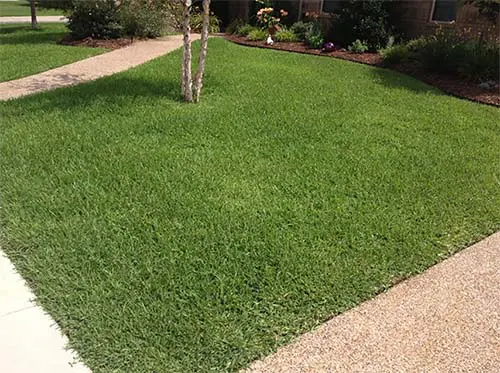 A yard with grass and trees in it