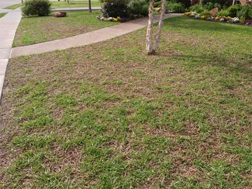 A tree is in the middle of a lawn.