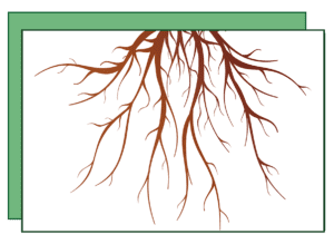 A picture of the root system of a tree.