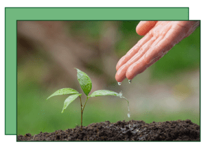 A hand is watering a plant with water.