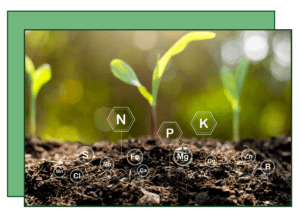 A close up of some plants with the letters n p k and o