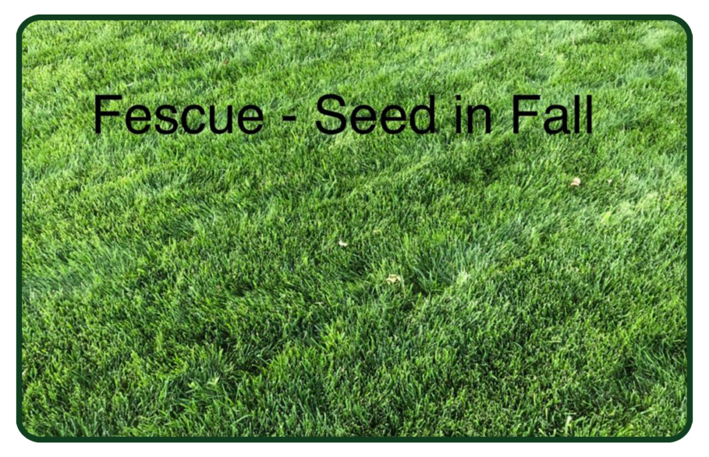 A field of grass with the words " rescue-seed in fall."