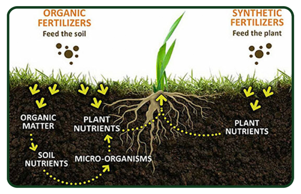 A diagram of the process of fertilizing plants.