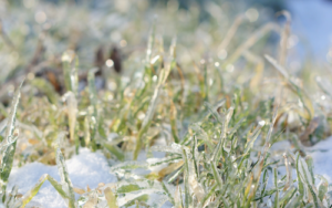 Frozen lawn